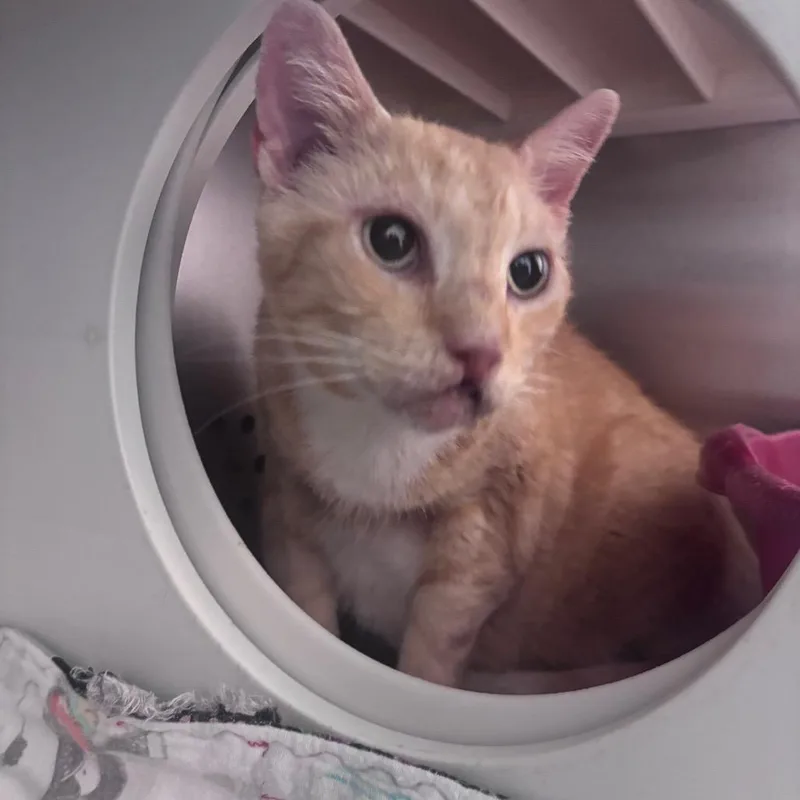 A senior small-sized male Domestic Short Hair cat named Brando for adoption in Norman, OK