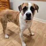 An adult large-sized male Mixed Breed dog named Baker for adoption in Woodstock, IL
