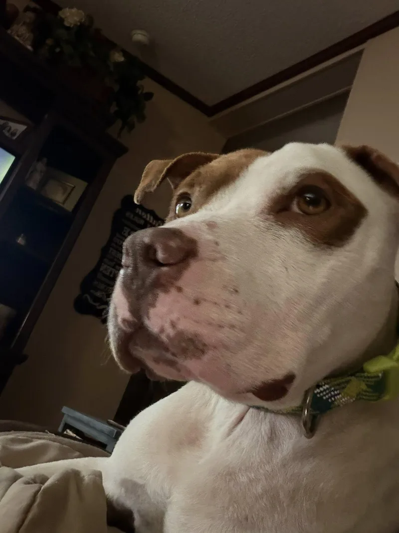 Caramello thumbnail 2