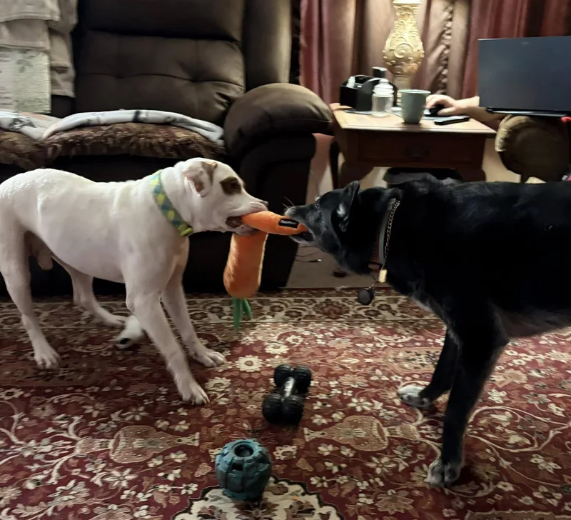 Caramello thumbnail 3