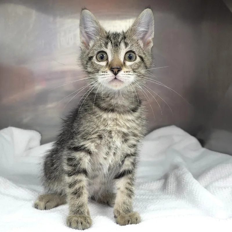 A baby small-sized male Domestic Short Hair cat named Spookleberry for adoption in Michigan City, IN