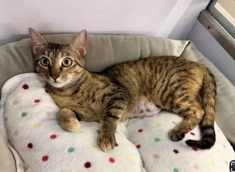 A young medium-sized female Torbie Domestic Short Hair cat named Lucy for adoption in Austin, TX