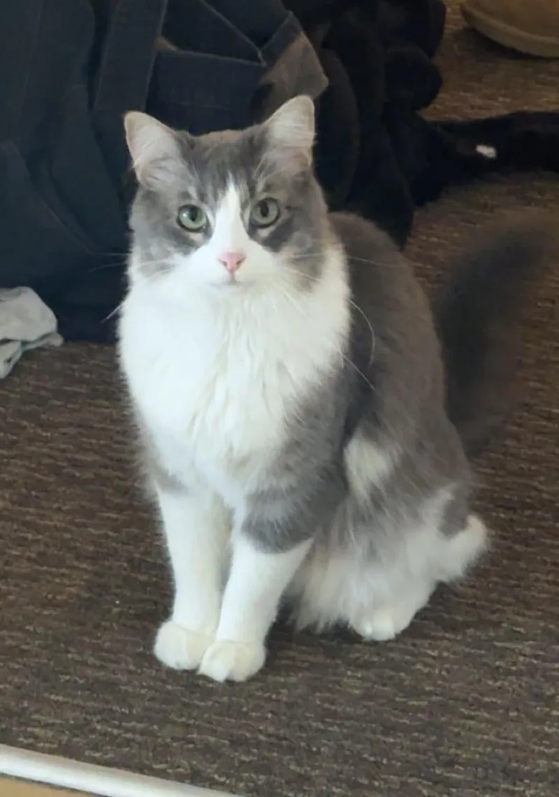 Zuzu