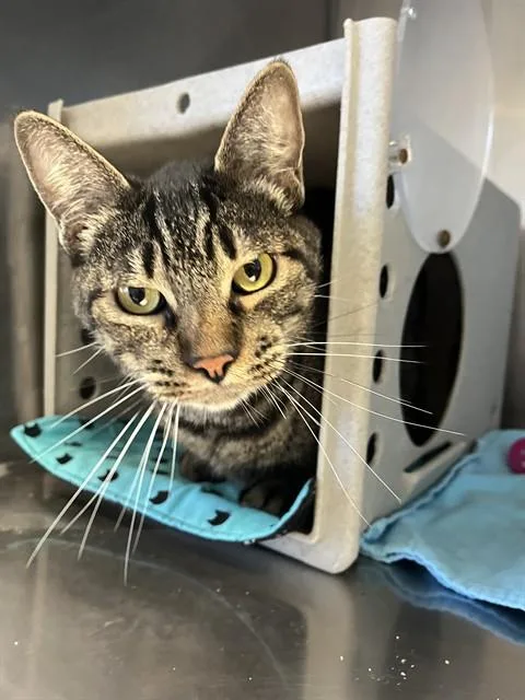 A senior medium-sized male Domestic Short Hair cat named Arthur A for adoption in San Andreas, CA