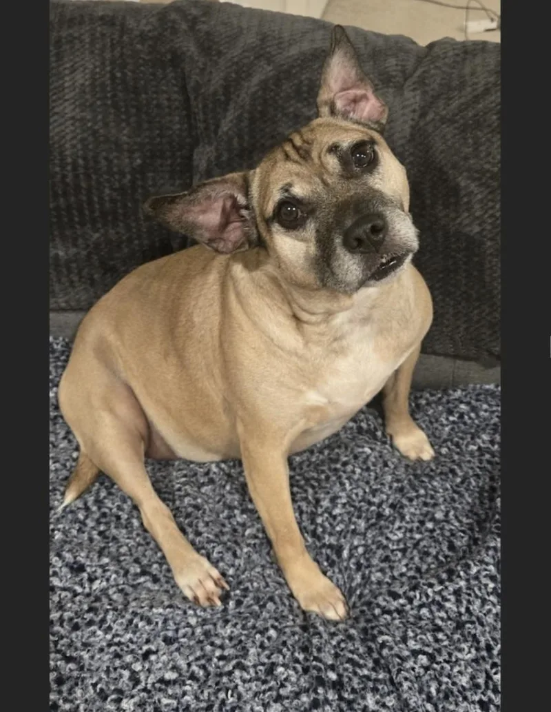 An adult medium-sized female Yellow / Tan / Blond / Fawn Pug dog named Annie for adoption in Waldorf, MD