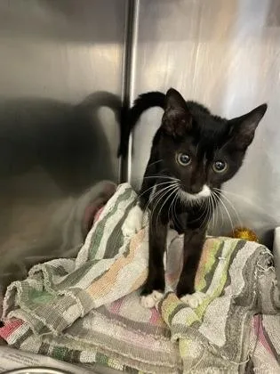 A baby small-sized male Domestic Short Hair cat named Yodel for adoption in Houston, TX