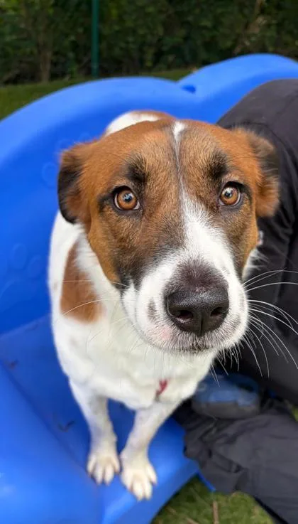 An adult large-sized female Australian Shepherd dog named Emma for adoption in North Miami Beach, FL