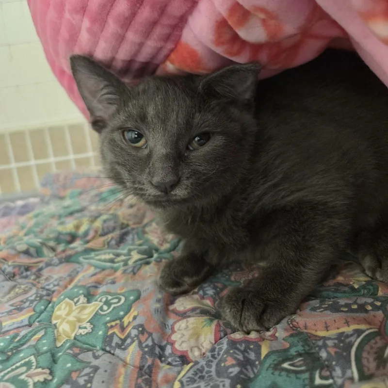 A baby small-sized female Domestic Short Hair cat named Celine for adoption in Oshkosh, WI