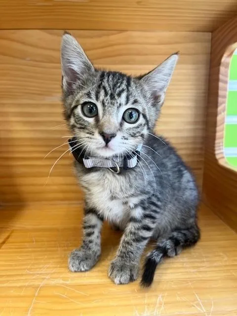 A young small-sized male Tabby (Brown / Chocolate) Domestic Short Hair cat named Blitzen for adoption in Tyler, TX
