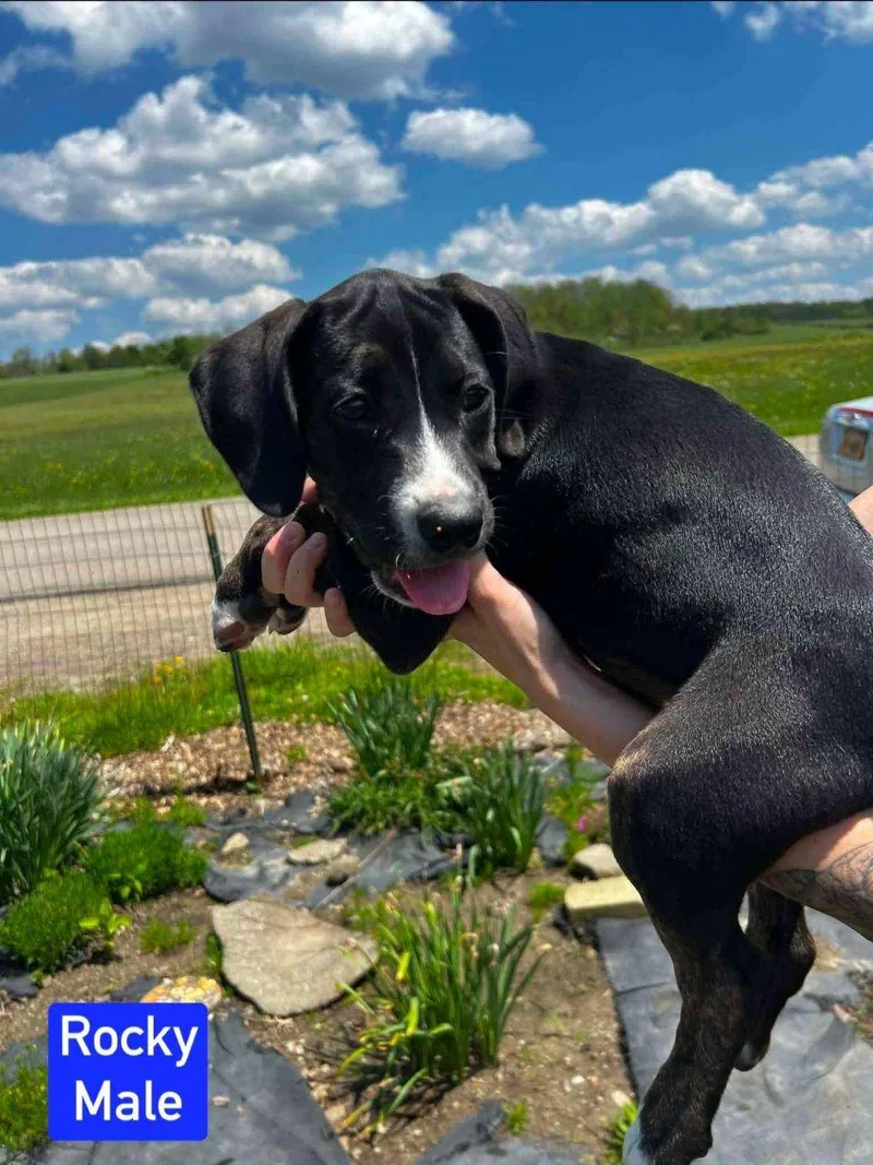 A baby medium-sized male Beagle dog named Rocky for adoption in Salamanca, NY