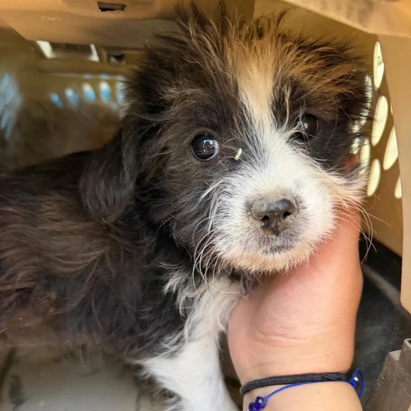 A baby medium-sized female Border Collie dog named Kiwi for adoption in Tacoma, WA
