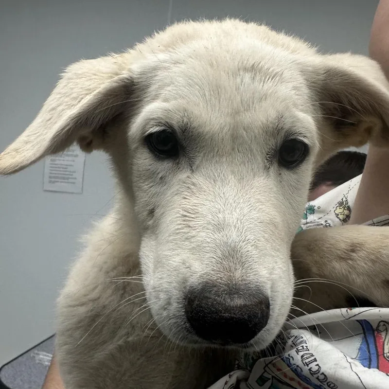 A baby small-sized female Great Pyrenees dog named Miss Marvel for adoption in Abilene, TX