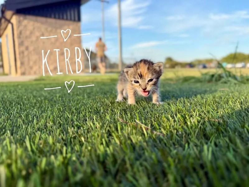 A baby medium-sized female Domestic Short Hair cat named Kirby for adoption in Claremore, OK