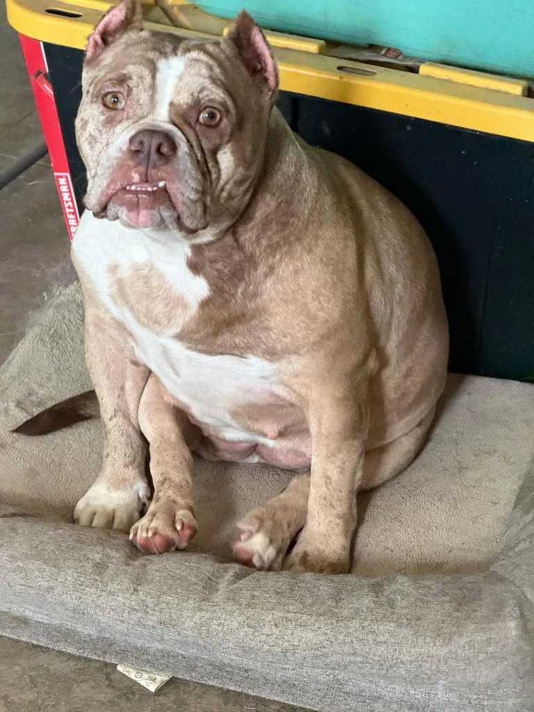 A young medium-sized female English Bulldog dog named Pixel for adoption in Farmersville, TX