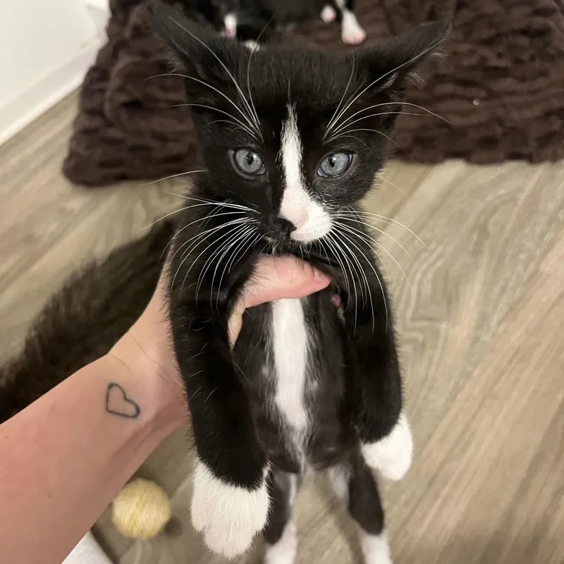 A baby small-sized male Black Domestic Short Hair cat named Bowie for adoption in Escondido, CA