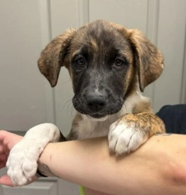 A baby large-sized female Saint Bernard dog named Birch for adoption in Littleton, CO