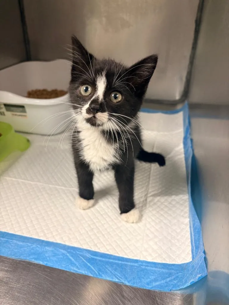 A baby medium-sized male Domestic Short Hair cat named Zappa for adoption in Morgantown, KY