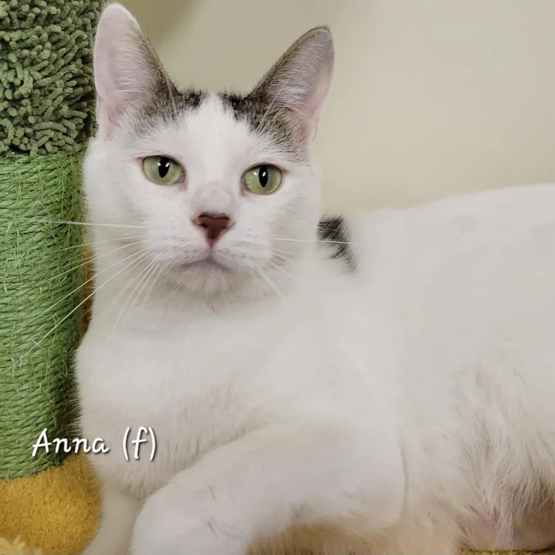 An adult medium-sized female Domestic Short Hair cat named Anna for adoption in Mazon, IL