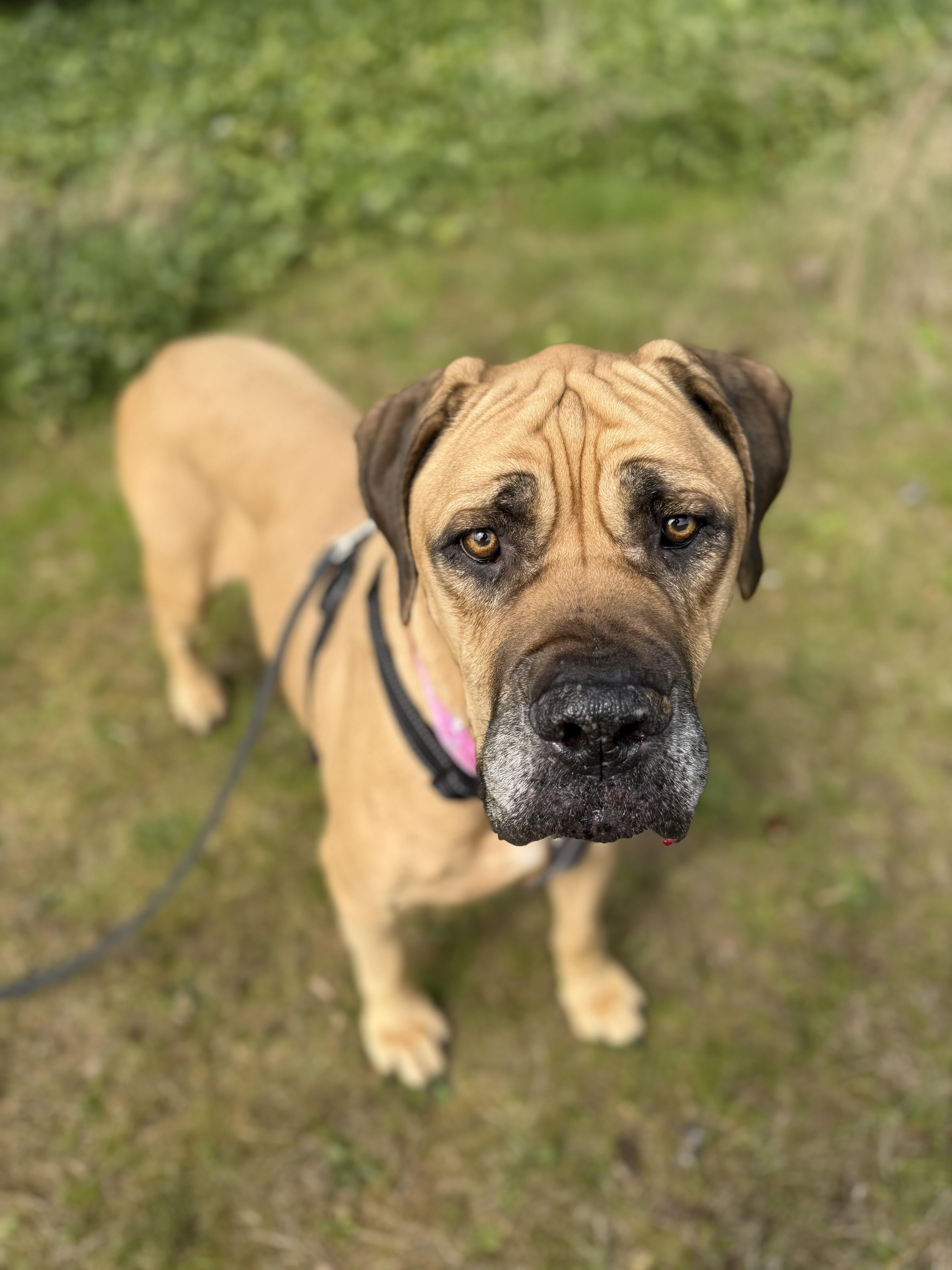 An adult extra large-sized female Yellow / Tan / Blond / Fawn Boerboel dog named Queenie for adoption in lynnwood , WA