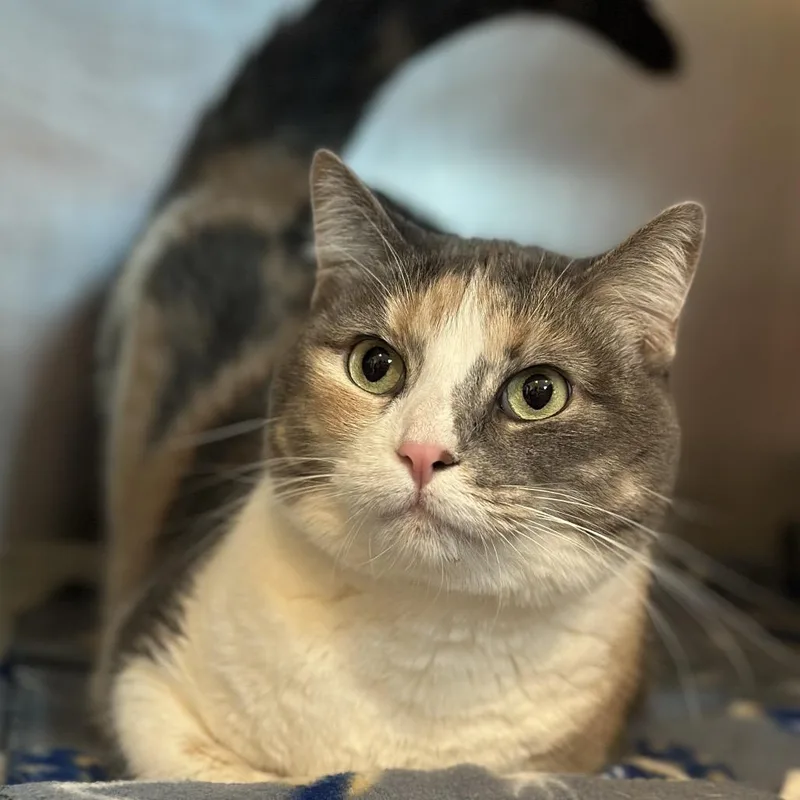 An adult large-sized female Gray / Blue / Silver Domestic Short Hair cat named Latto for adoption in Matteson, IL