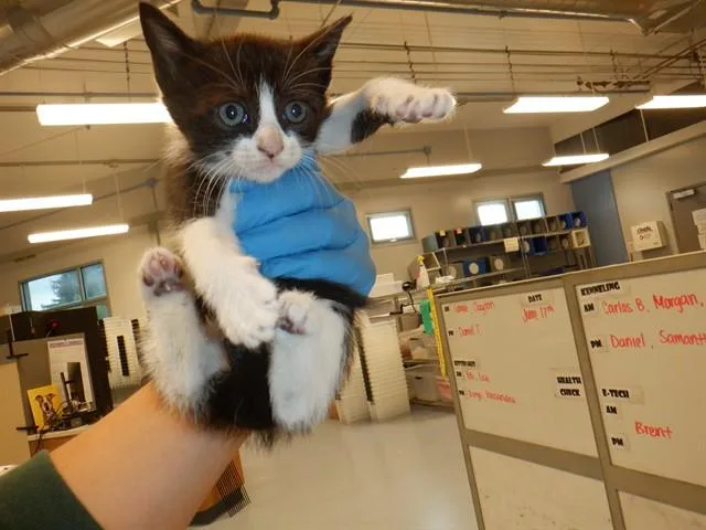 A baby small-sized female Domestic Short Hair cat named Sylvia for adoption in San Jose, CA