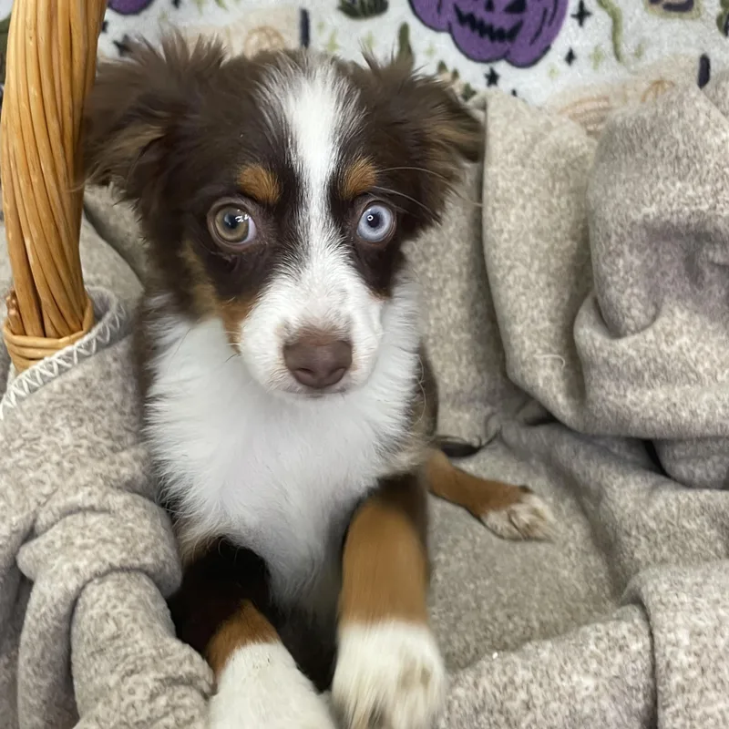 A baby small-sized female Tricolor (Brown, Black, & White) Australian Shepherd dog named Skye for adoption in Lacon, IL