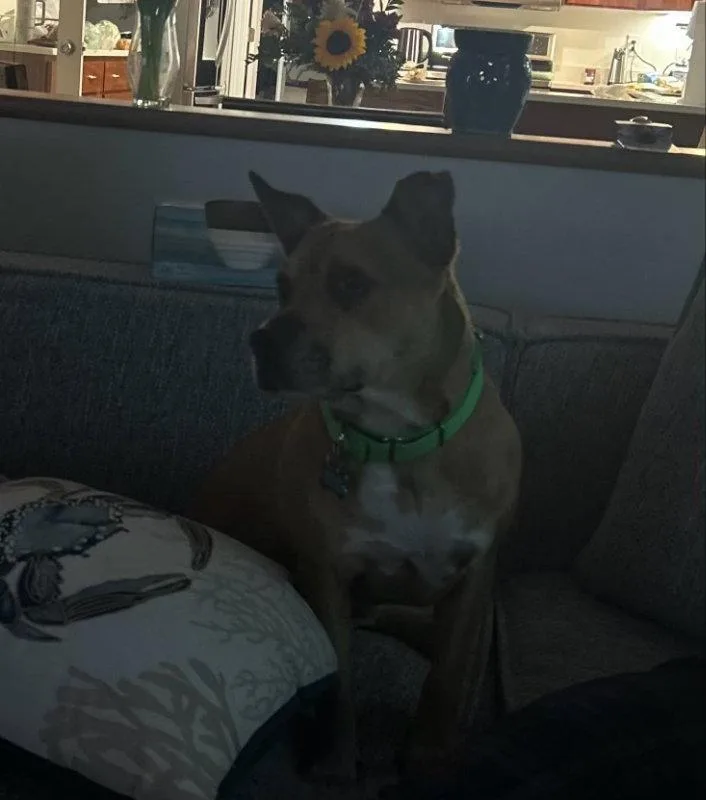 A young medium-sized male Terrier dog named Snuffy for adoption in East Derry, NH