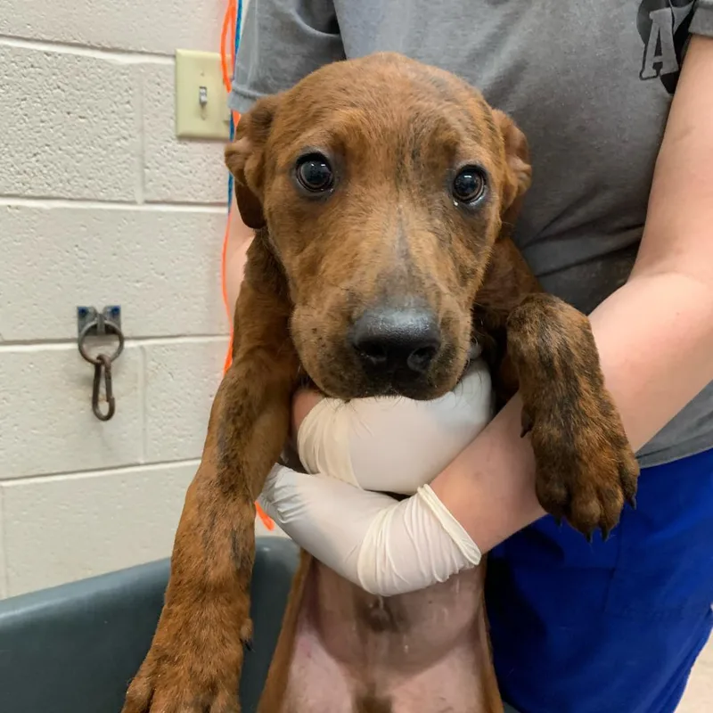 An adult medium-sized male Red / Chestnut / Orange Cattle Dog dog named Harlow for adoption in Ardmore, OK