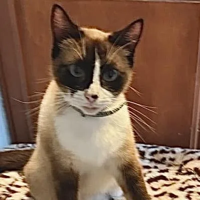 An adult medium-sized female Seal Point Siamese cat named Daisy for adoption in Woodland Hills, CA