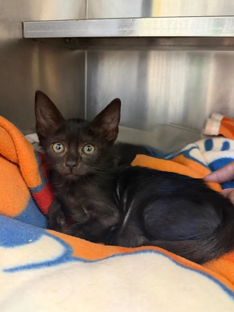 A baby medium-sized male Domestic Short Hair cat named Captain for adoption in Pomona, NY
