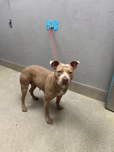 An adult small-sized female Pit Bull Terrier dog named Jill for adoption in Las Vegas, NV