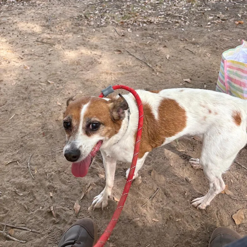 A senior small-sized female Brown / Chocolate Terrier dog named Tina for adoption in Little Rock, AR
