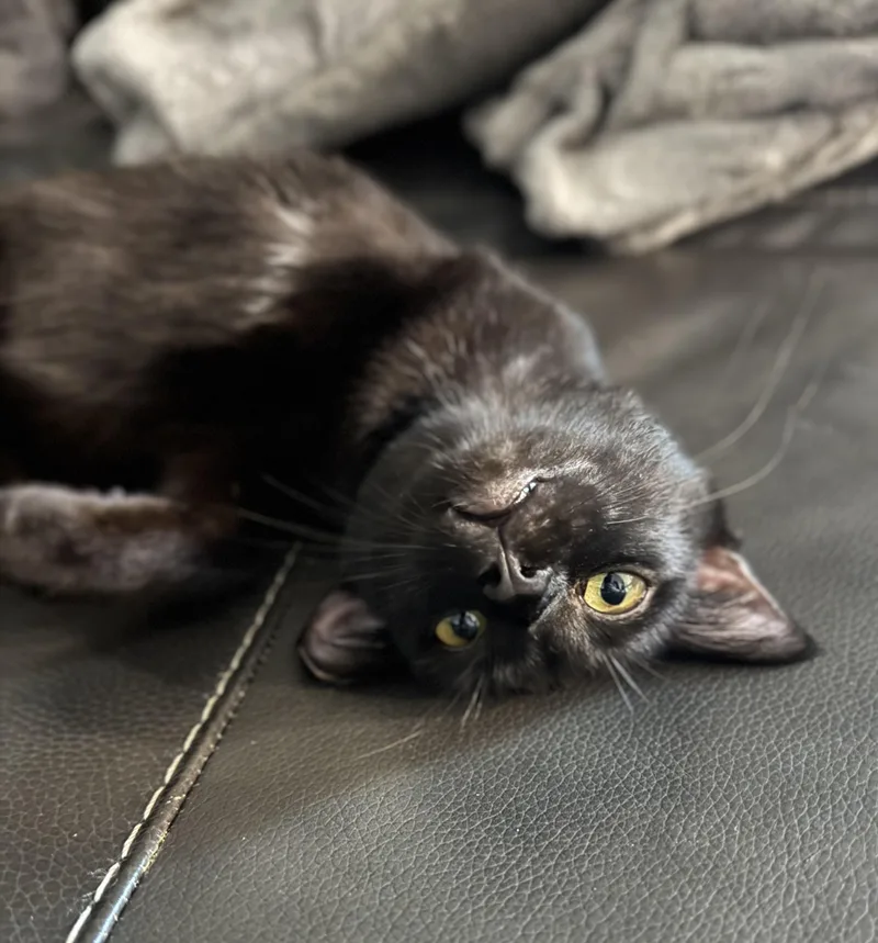 A young small-sized female Black Domestic Short Hair cat named Trinity for adoption in New Orleans, LA