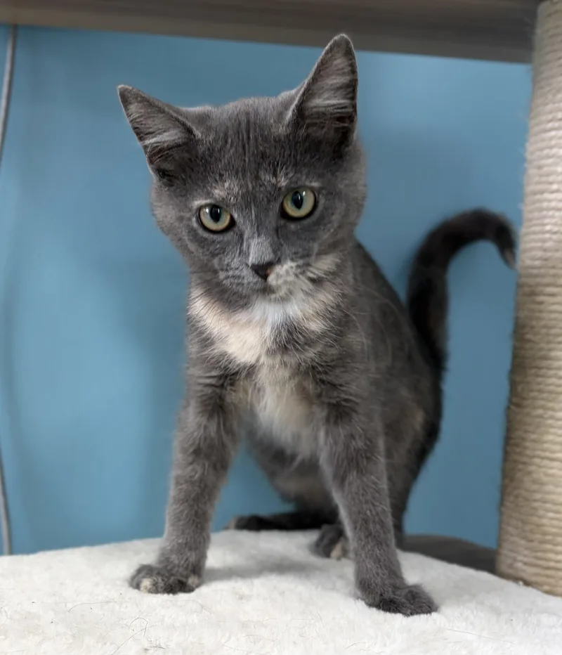 A baby medium-sized female Dilute Tortoiseshell Domestic Short Hair cat named Mitzie for adoption in Bardstown, KY