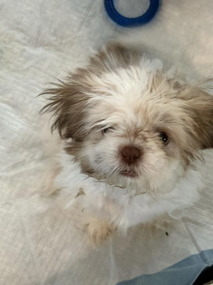 Shih Tzu Hugo