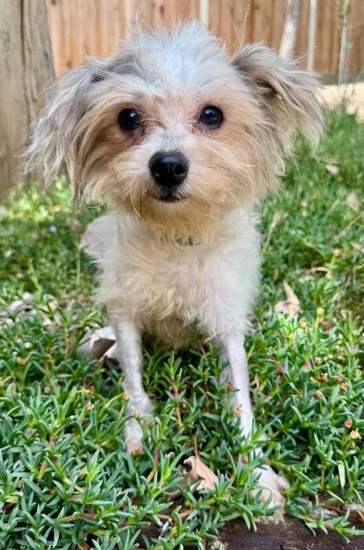 An adult small-sized male Yellow / Tan / Blond / Fawn Yorkshire Terrier dog named Sprout for adoption in Valley Village, CA