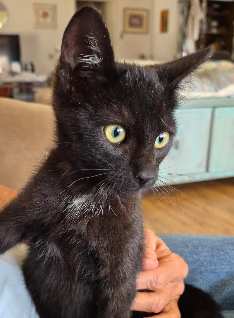A baby medium-sized male Tabby cat named Timothy for adoption in San Luis Obispo, CA