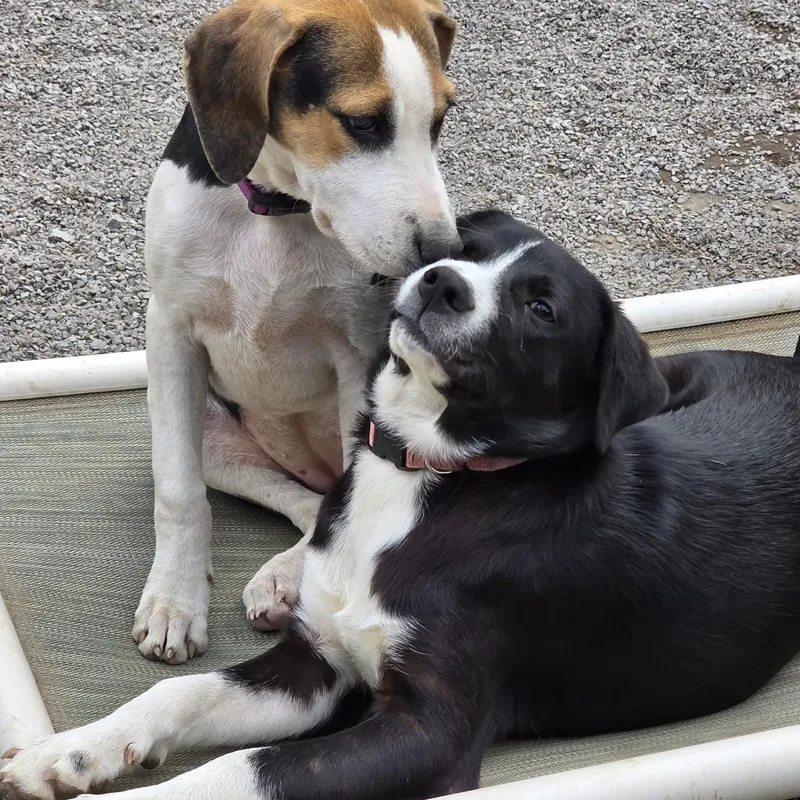 A baby small-sized female Mixed Breed dog named Shrimp for adoption in Glenfield, NY