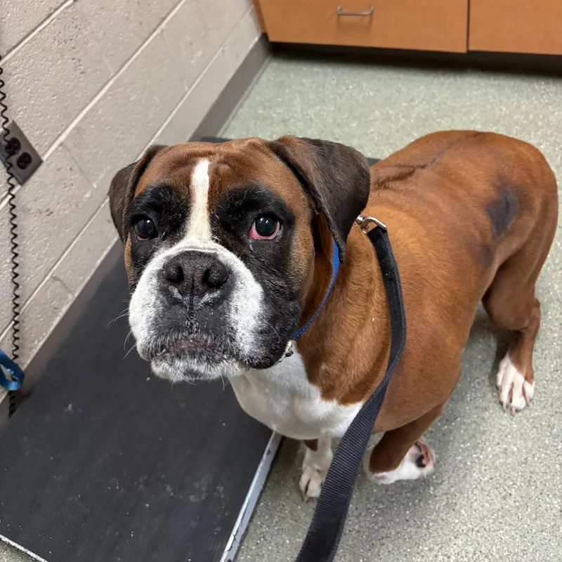 An adult large-sized female Boxer dog named Bella for adoption in Newark, DE