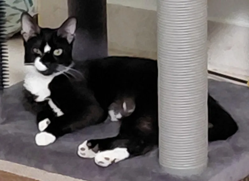 An adult medium-sized female Black & White / Tuxedo Domestic Short Hair cat named Millie for adoption in West Palm Beach, FL