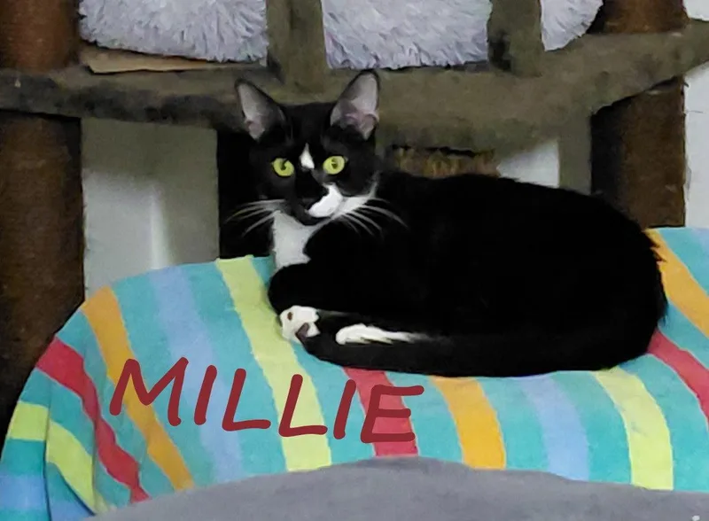 Millie thumbnail 2