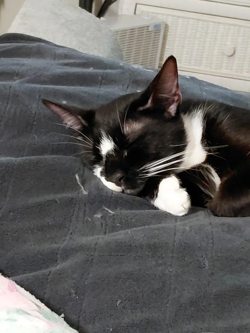 Millie thumbnail 3