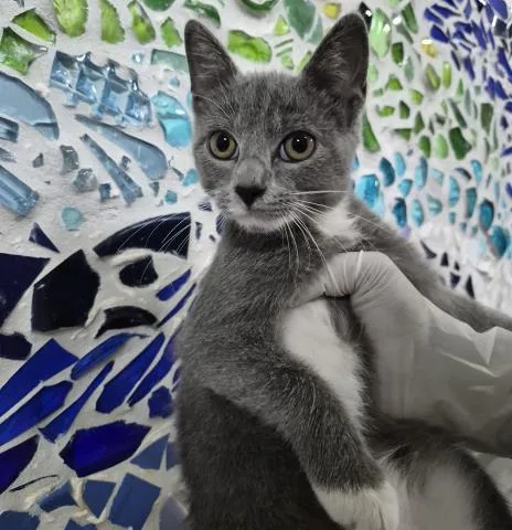 A baby small-sized female Domestic Short Hair cat named Periwinkle for adoption in Pensacola, FL