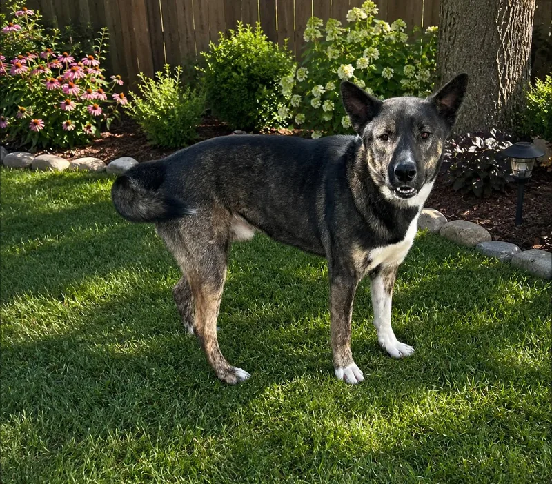 An adult medium-sized male Akita dog named Dakota for adoption in Winter haven, FL