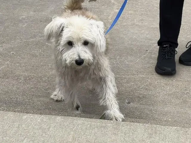 Bebe