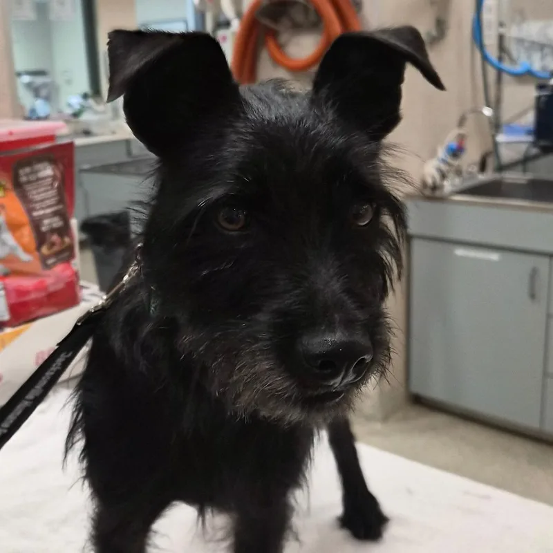 An adult small-sized male Black Mixed Breed dog named Shrek for adoption in Jacksonville, FL