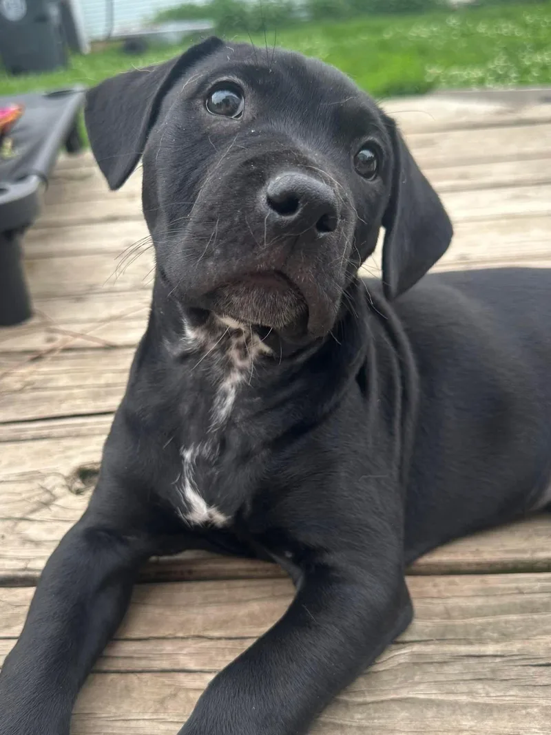 A baby medium-sized male Pit Bull Terrier dog named Buffalo Chicken Wings for adoption in Germantown, OH