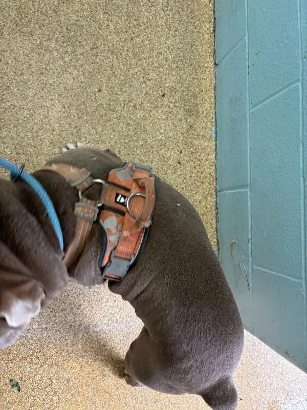 Smokey thumbnail 3