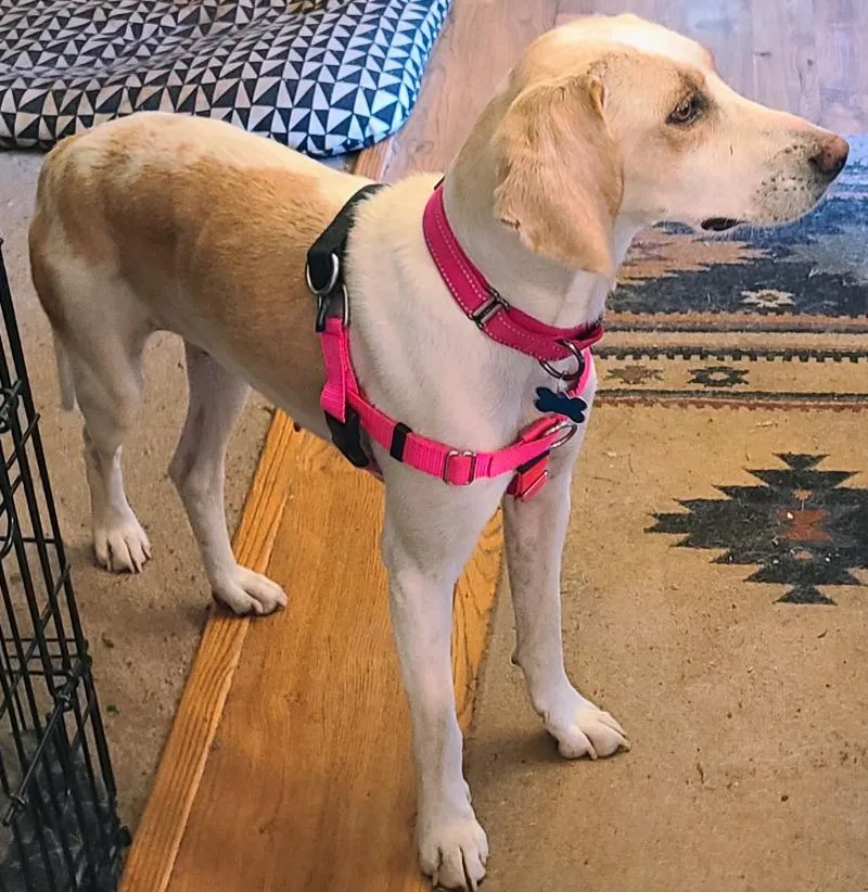 A young medium-sized female Beagle dog named Esther for adoption in Plainfield, IL