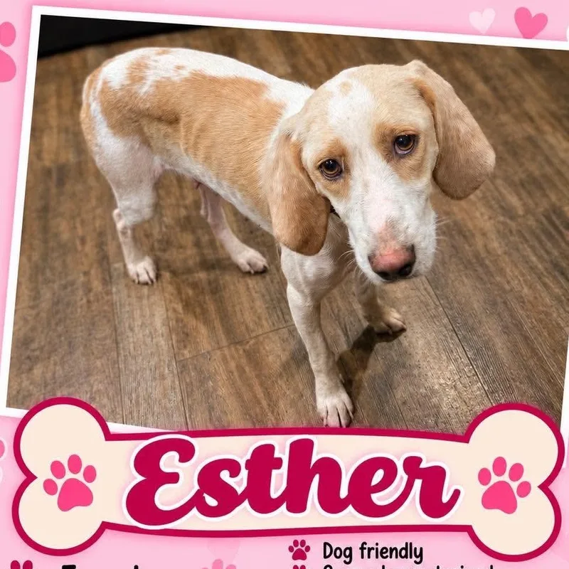 Esther thumbnail 2